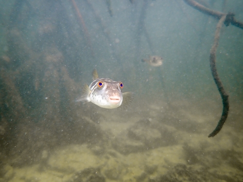 Ringkogelvis (Sphoeroides annulatus) — Tetraodontidae — 4