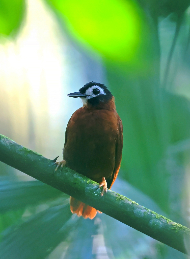 White-masked Antbird (Pithys castaneus) photo