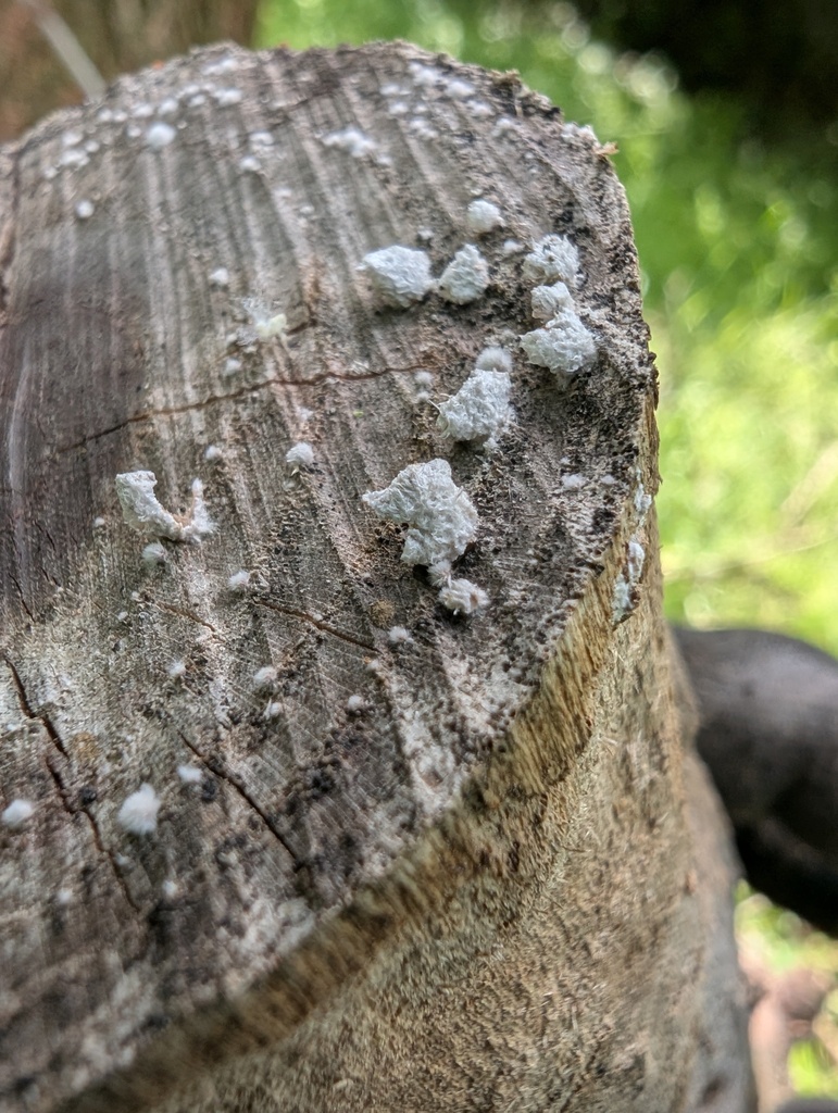 Schizophyllum commune · May 2026 · photo: © atsushi_nakajima_cirque (iNaturalist, cc-by)