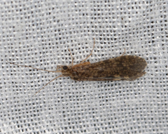 Tasimiidae