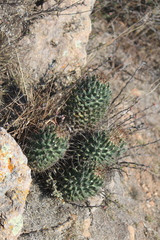 Coryphantha octacantha