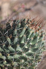 Coryphantha octacantha