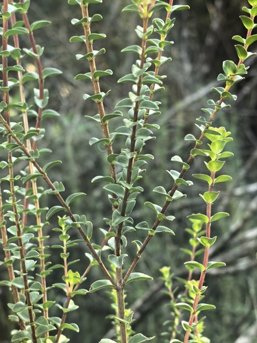 Penaea cneorum