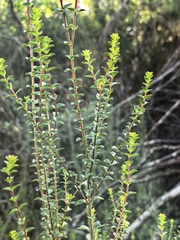 Penaea cneorum, photograph author not stated, no rights reserved