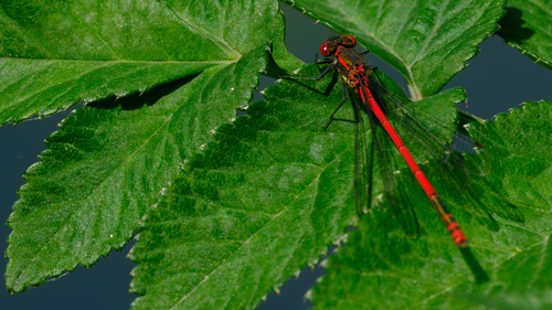 Large Red Damselfly