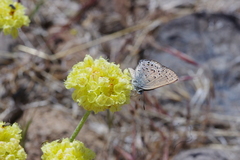 Satyrium behrii