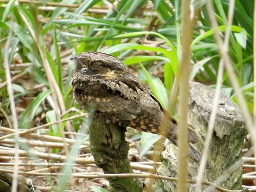 Antrostomus vociferus