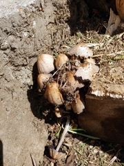 Psathyrellaceae