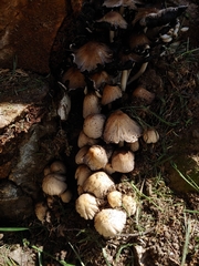 Psathyrellaceae