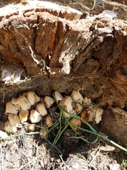 Psathyrellaceae