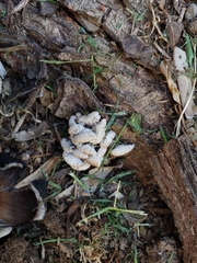 Agaricomycetes