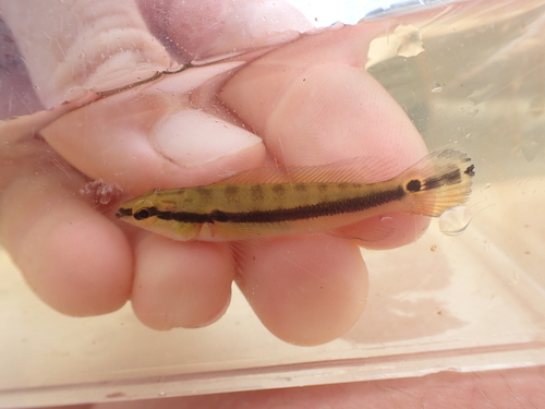 Manyspine pike cichlid (Crenicichla multispinosa) — Cichlidae — 2