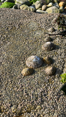 Patella vulgata