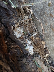Agaricomycetes