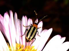 Acalymma trivittatum