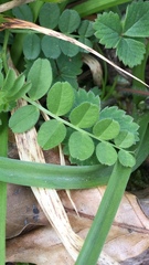 Vicia sylvatica