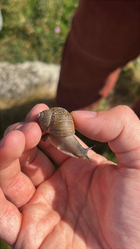 Cornu aspersum