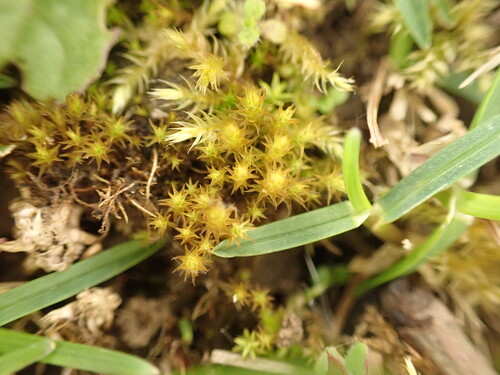 Geheebia fallax observed 2026-04-27