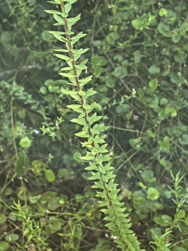 Schistostephium umbellatum, photograph 4
