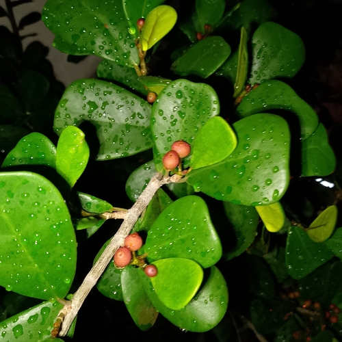 Ficus deltoidea observed 2026-04-27