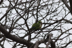 Myiopsitta monachus monachus