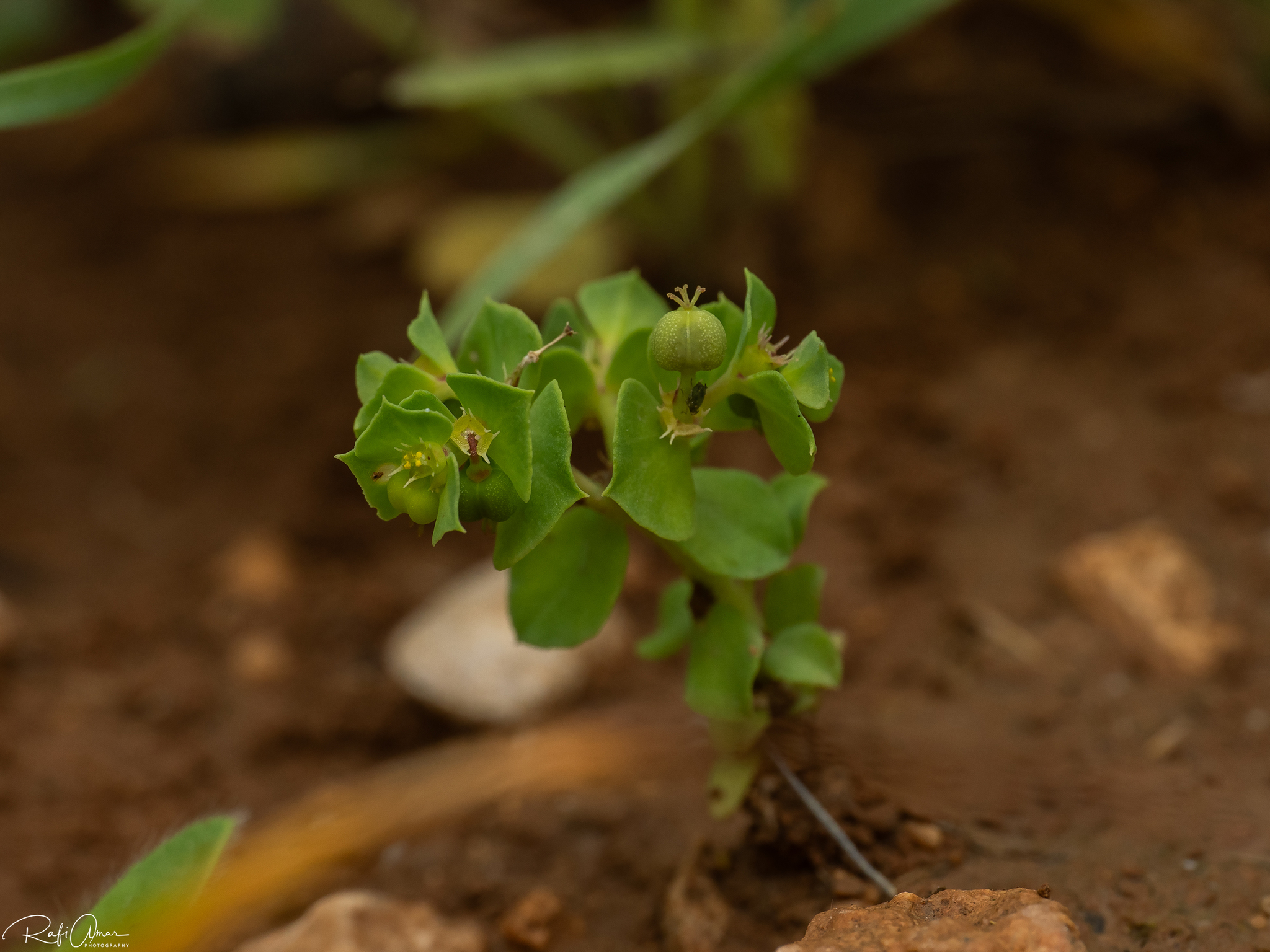 Euphorbia aulacosperma 4