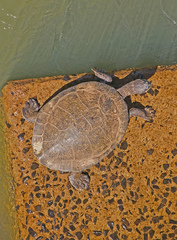 Phrynops williamsi