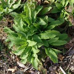 Digitalis purpurea
