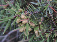 Juniperus macrocarpa