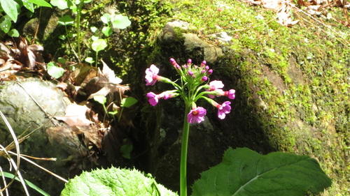 Primula japonica