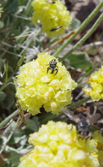 Phidippus californicus