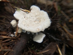 Calcipostia guttulata