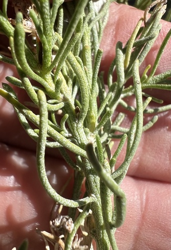 Ericameria teretifolia, photograph 2