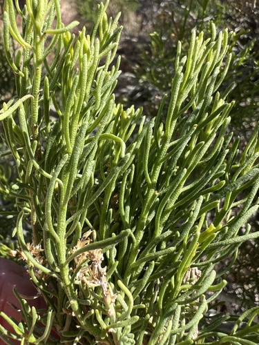 Ericameria teretifolia, photograph 3