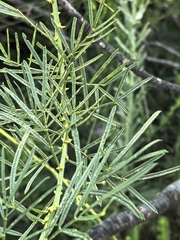 Psoralea affinis, photograph author not stated, no rights reserved