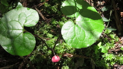 Asarum caulescens, photograph (c) yajapin, some rights reserved (CC BY)
