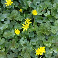 Ficaria verna