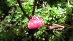 Asarum caulescens