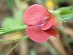 Lathyrus cicera