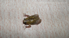 Eluru Dot Frog photo 4