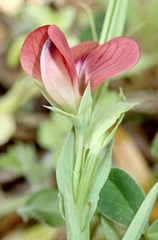 Lathyrus cicera