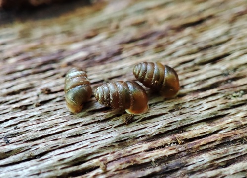 Lauria cylindracea