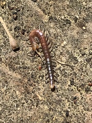 Hemiscolopendra marginata
