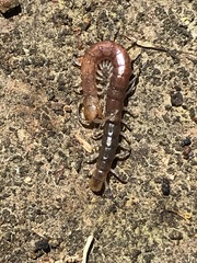 Hemiscolopendra marginata