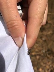 Acmaeodera connexa