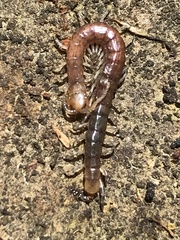 Hemiscolopendra marginata
