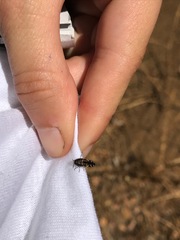 Acmaeodera connexa