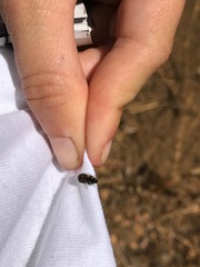 Acmaeodera connexa