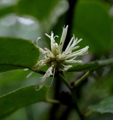 Loropetalum subcordatum