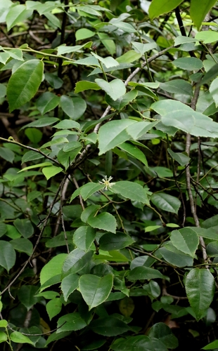 Loropetalum subcordatum, photograph 2